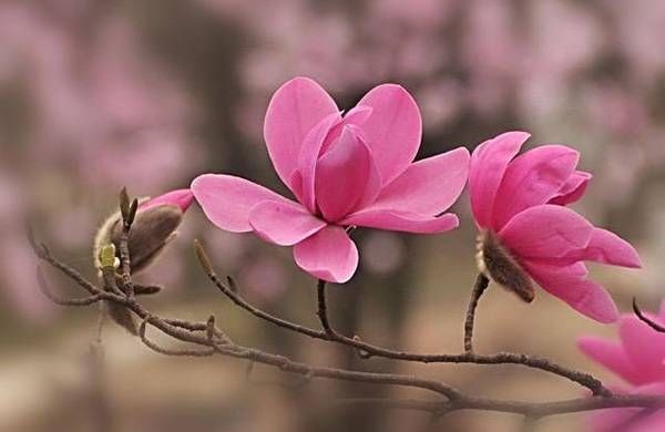 清明，獻(xiàn)給您一束辛夷花